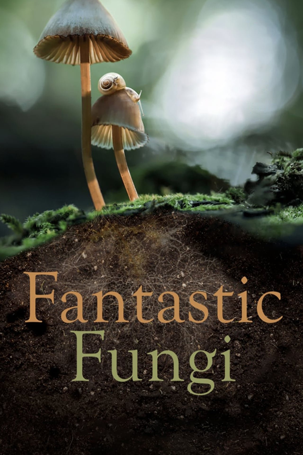 FANTASTIC FUNGI